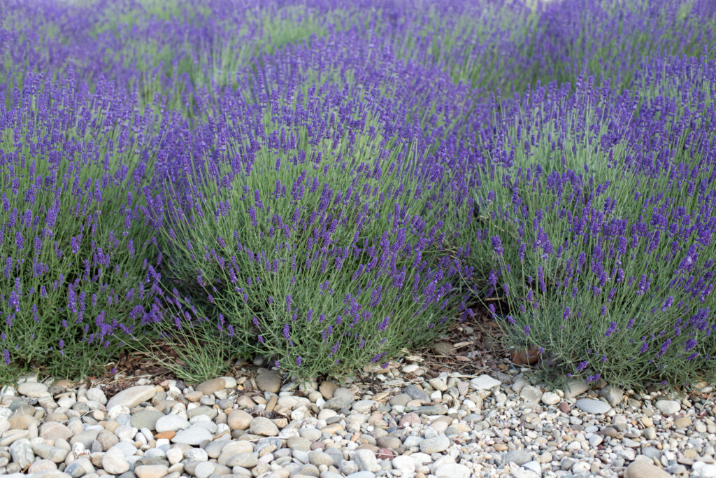 Lavender (Lavandula spp.)